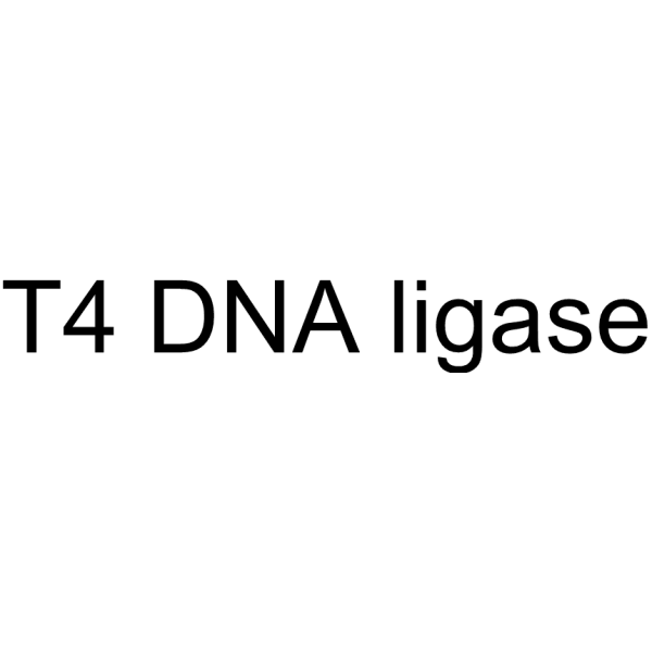 T4 DNA ligase Structure