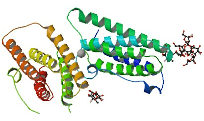 Recombinant Human IFNγ (CHO) Structure