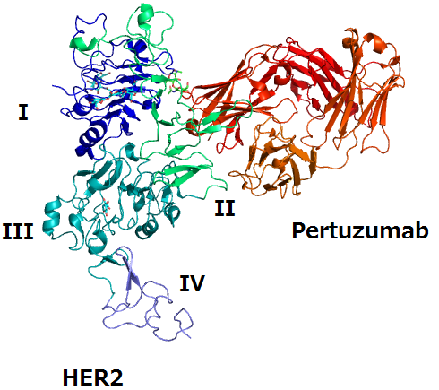 Pertuzumab Structure