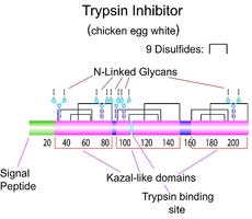 Trypsin Inhibitor (from chicken egg white) Structure