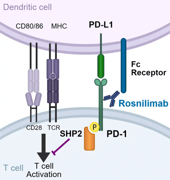 Rosnilimab Structure