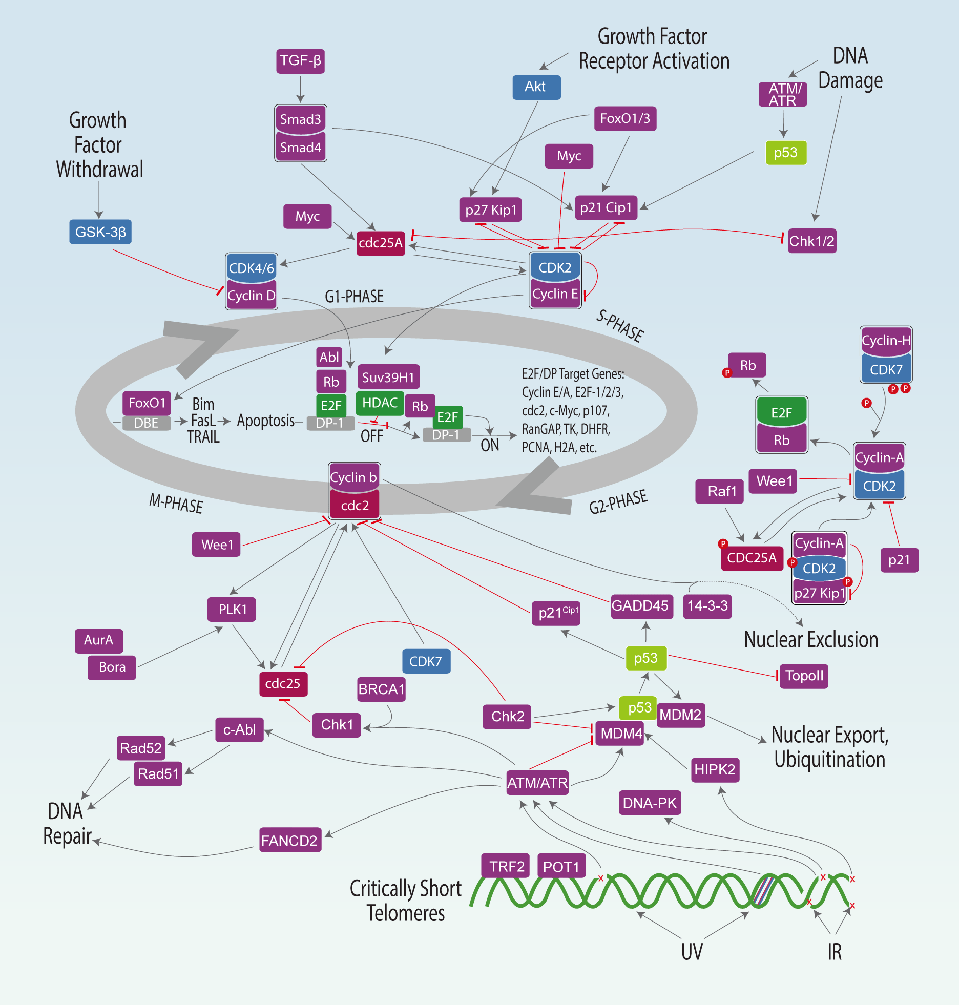 cell-cycle-signaling-pathway-abmole-bioscience