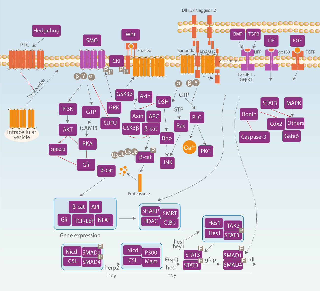 Stem Cells Wnt Signaling Pathway Abmole Bioscience