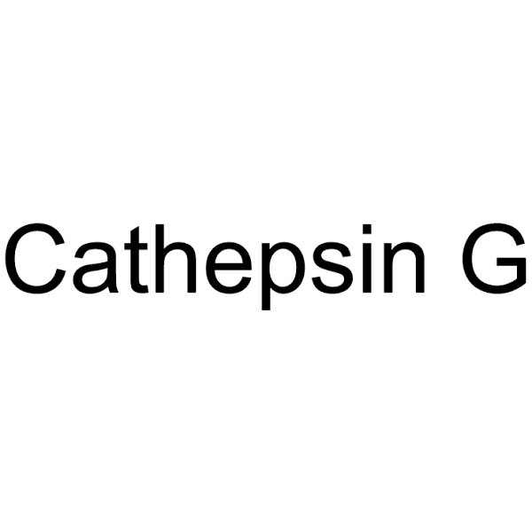 Cathepsin G Structure