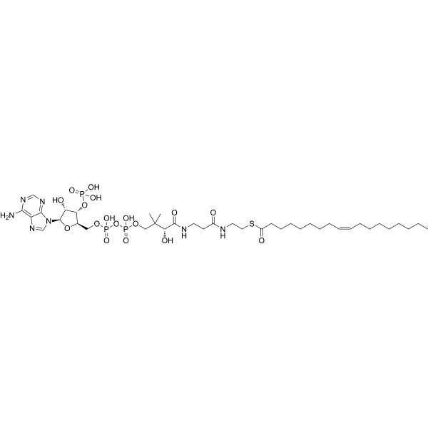 Oleoyl Coenzyme A Structure