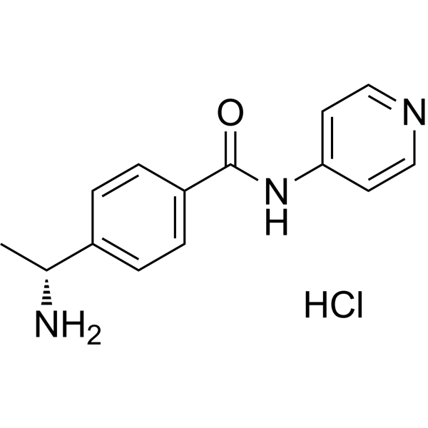 WF-536  Structure