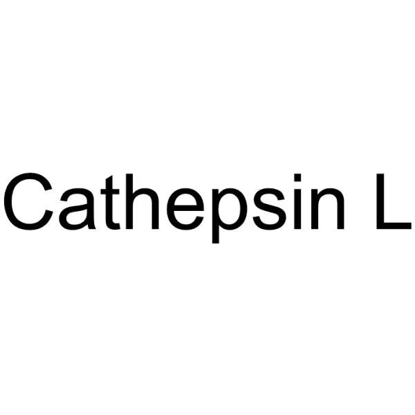 Cathepsin L Structure