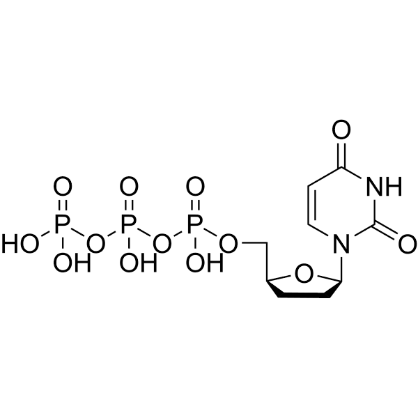 ddUTP Structure