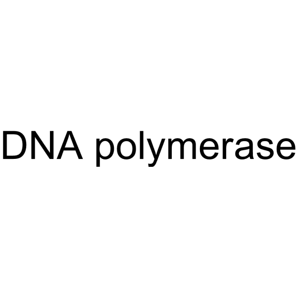 DNA polymerase Structure