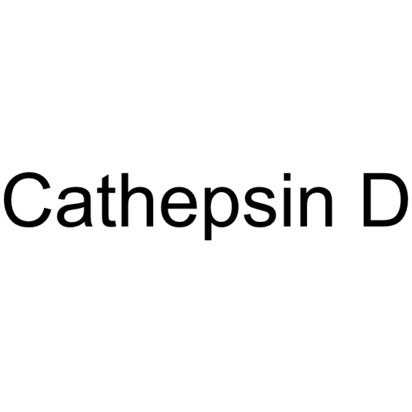 Cathepsin D Structure