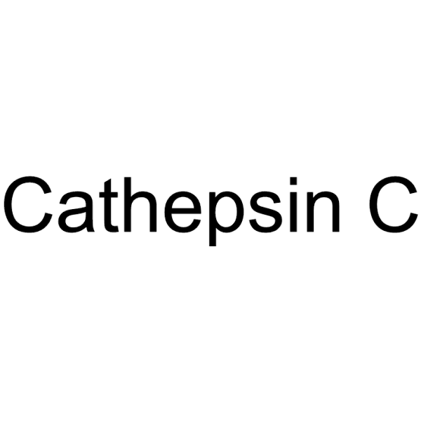 Cathepsin C Structure