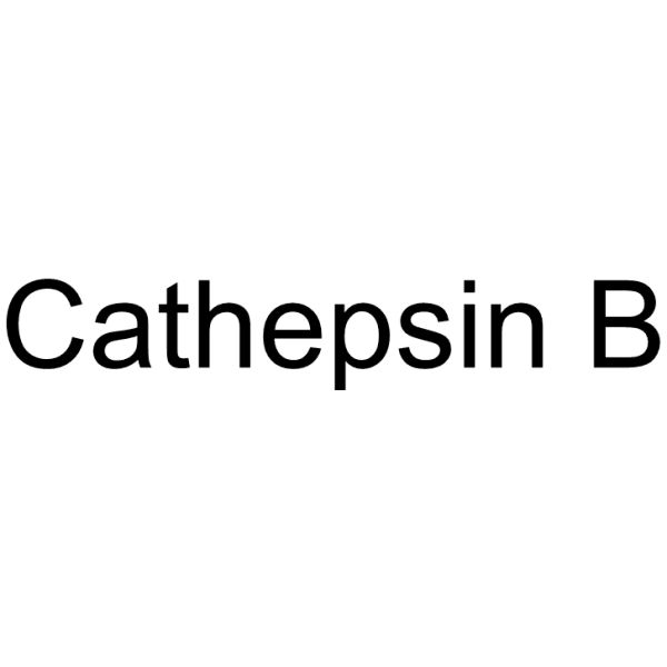 Cathepsin B Structure