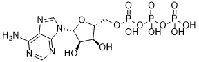 ATP Structure