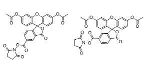 CFSE (CFDA-SE) Structure