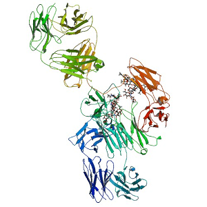 Cetuximab Structure