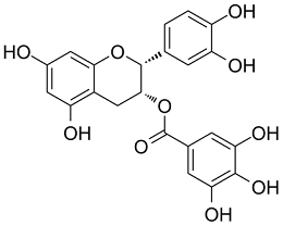 ECG Structure