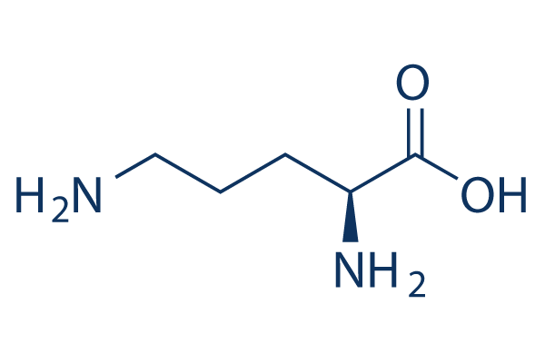 L-Ornithine Structure