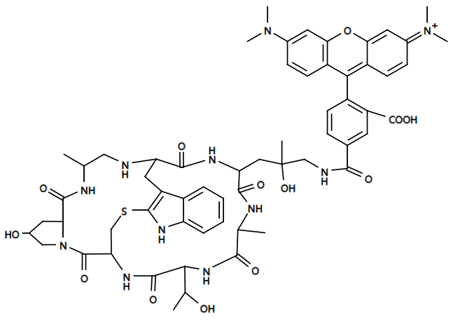 Phalloidin-Tetramethylrhodamine Structure