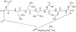 Surfactin Structure