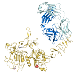 Trastuzumab Structure