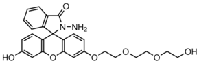 FHZ Structure