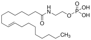 NAEPA Structure