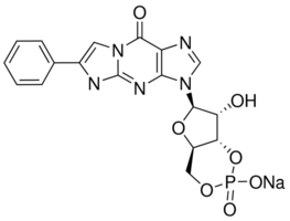 PET-cGMP Structure